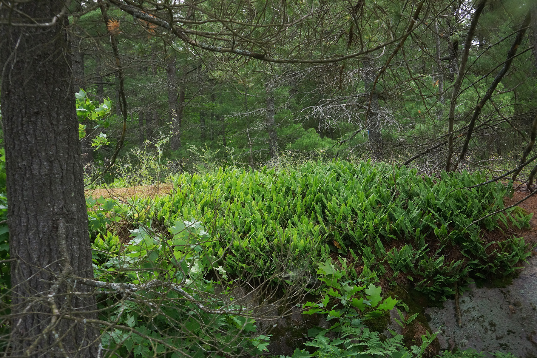Wild Calm Forest Bathing