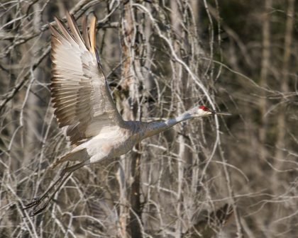 870x696_bird-watching