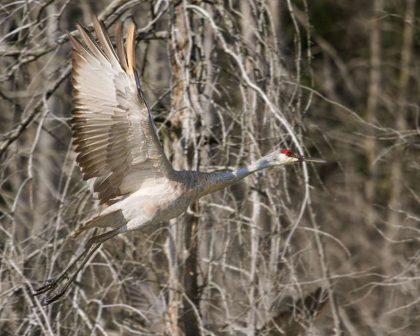 870x696_bird-watching